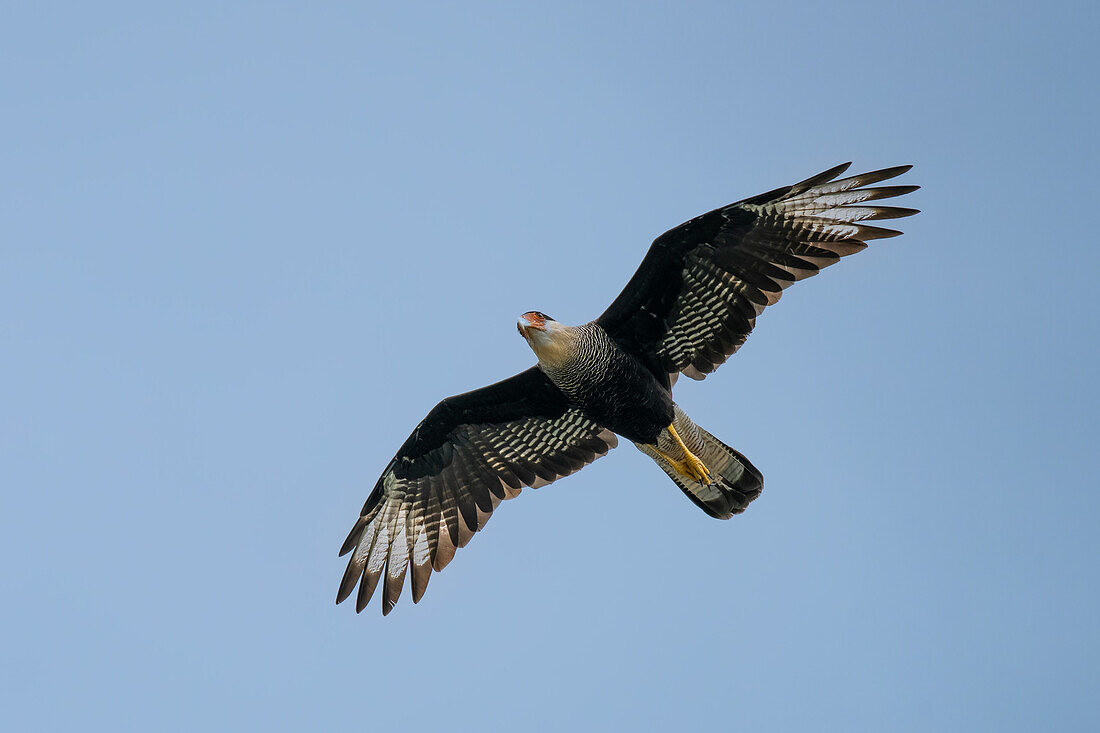 Ein Schopfkarakara, Caracara plancus, im Flug. San Jose de Metan, Argentinien