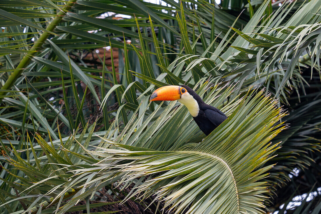 A Toco Toucan, Ramphastos toco, perched in a palm tree in San Jose de Metan, Argentina.