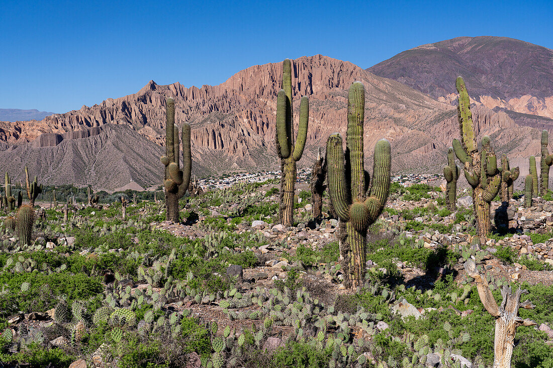 Cardón & prickly pear cacti in the unexcavated ruins in the Pucara of Tilcara, a pre-Hispanic archeological site near Tilcara, Argentina. The green shrub is Chilean Boxthorn.