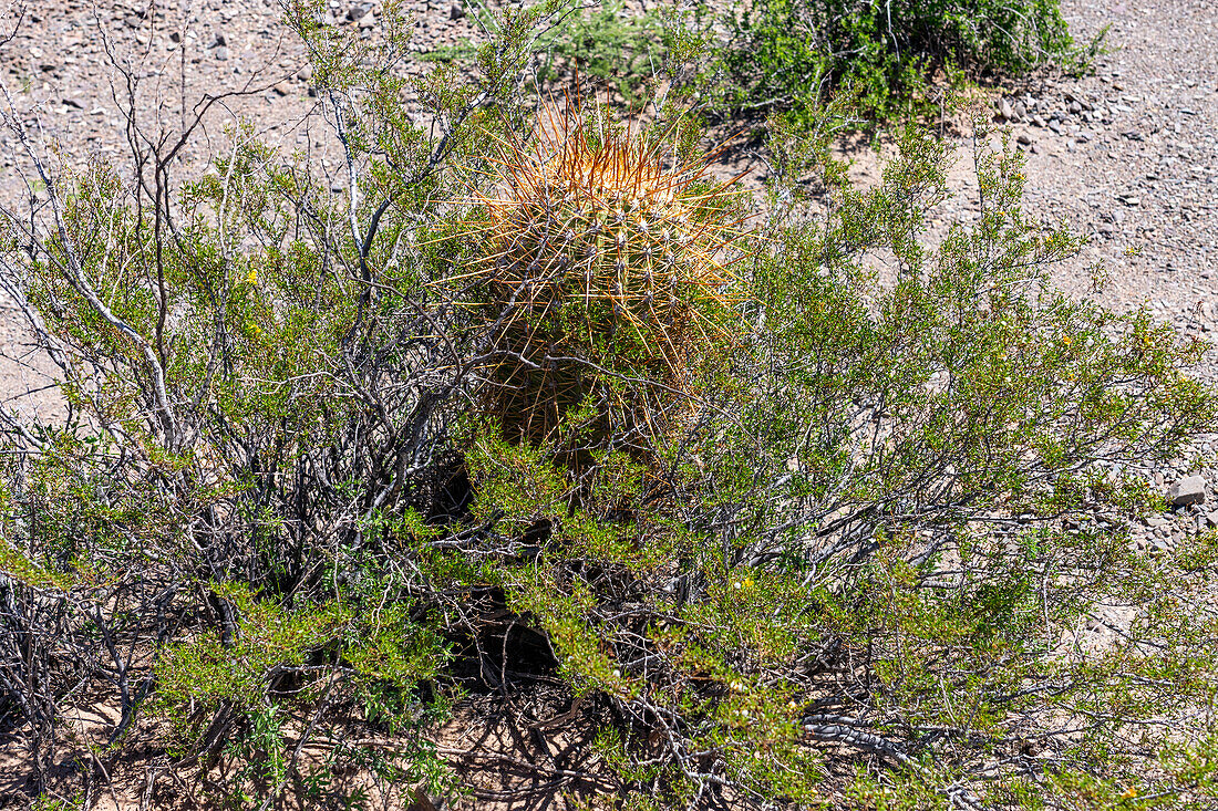 Jarilla, Larrea divaricata, & a young Argentine saguaro or cordon grande cactus in Los Cardones National Park, Argentina. Young cacti need the shade of the jarilla to survive when young plants.