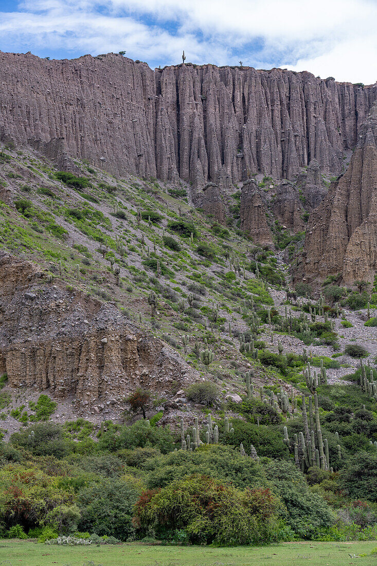 Argentinischer Saguaro oder Cardon Grande Kaktus an den Hängen der Quebrada de Humahuaca in Argentinien