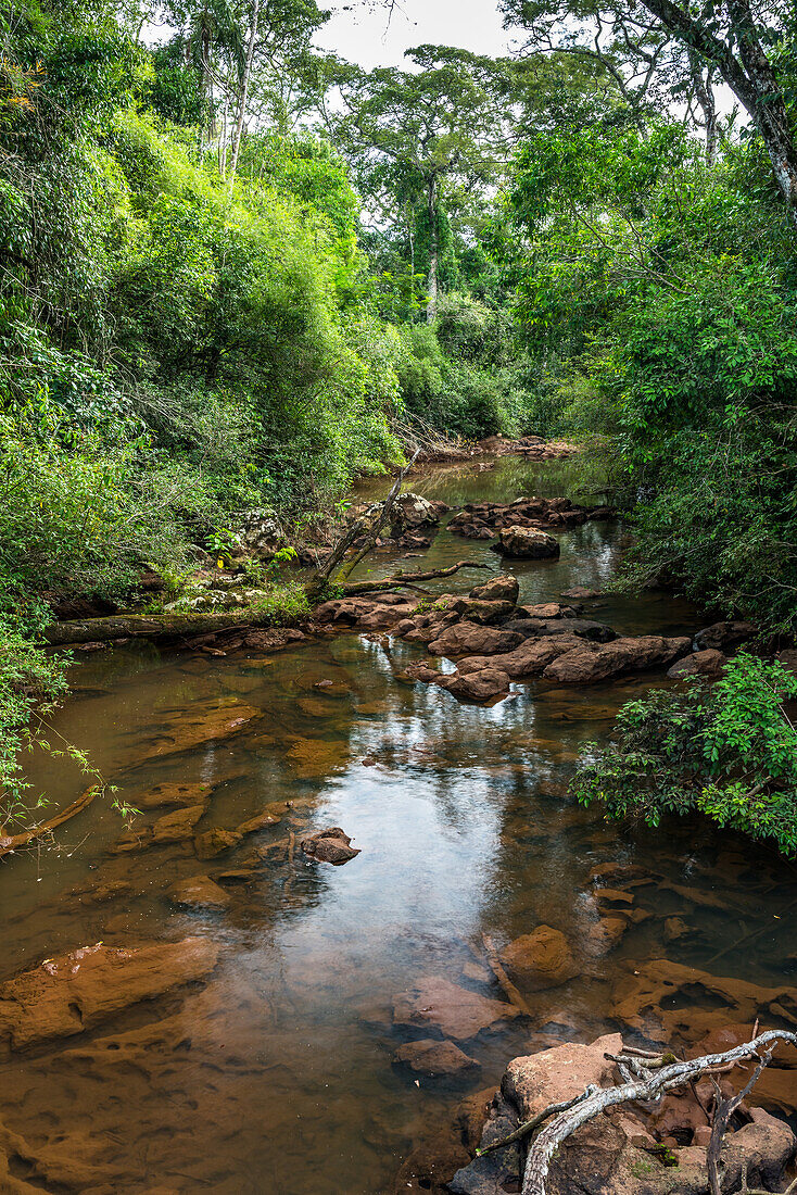 Tropical rainforest along the Iguazu River in Iguazu National Park in Argentina. A UNESCO World Heritage SIte.