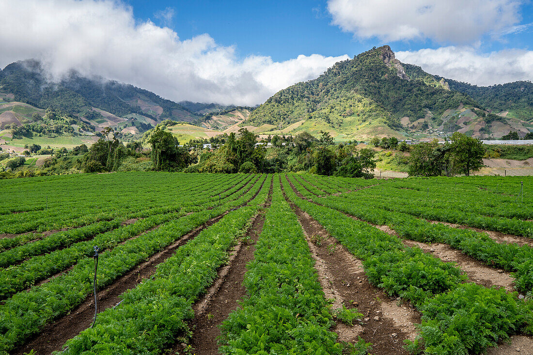 Blick auf eine Bergkette von der Veggie-Farm Cerro Punta, Panama