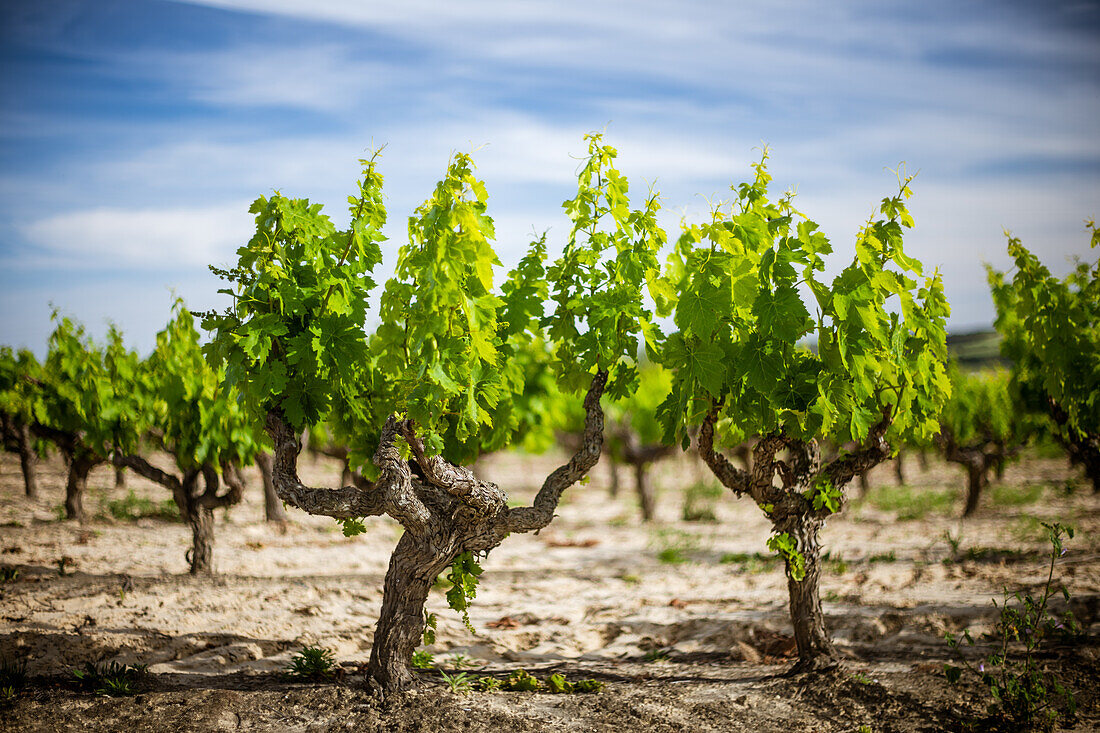 A lush vineyard thriving under the Sevillian sun in Carrion de los Cespedes, Spain. The vibrant green vines signify growth and the rich tradition of winemaking.