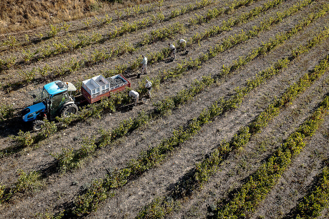 Grape harvest, Pirene variety, Tremp, Lleida, Catalonia, Spain, Europe