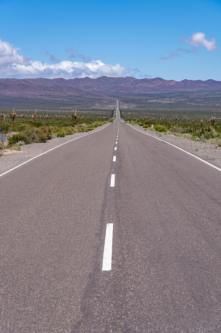 The Recta del Tin Tin, a long, straight road through Los Cardones National Park in Salta Province, Argentina.