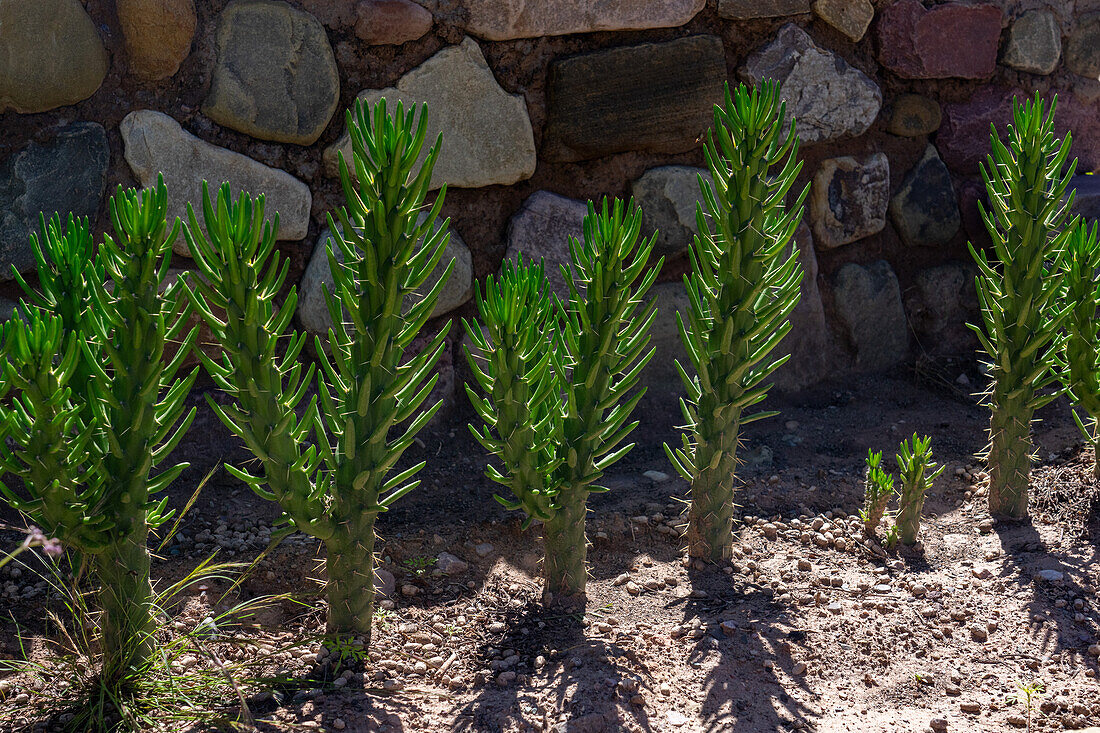 Eve's Needle Cactus, Austrocylindropuntia subulata, in the Jardin Botánico de Altura near Tilcara, Argentina.