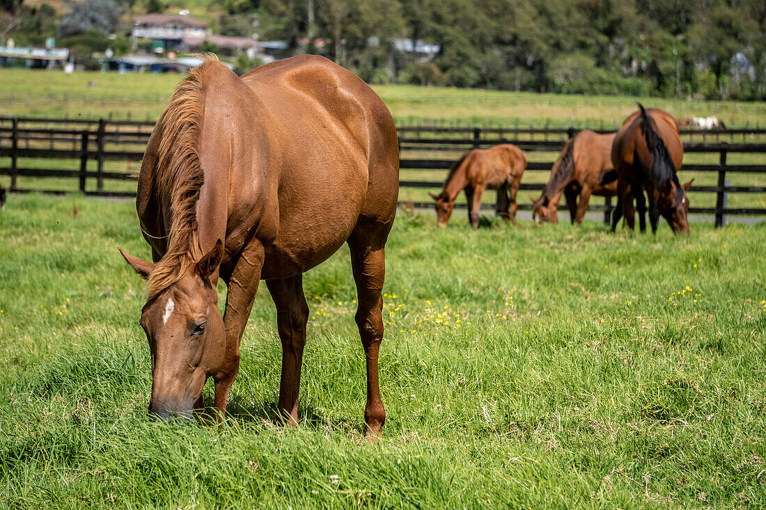 Horses grazing Veggie Farm Cerro Punta, Panama