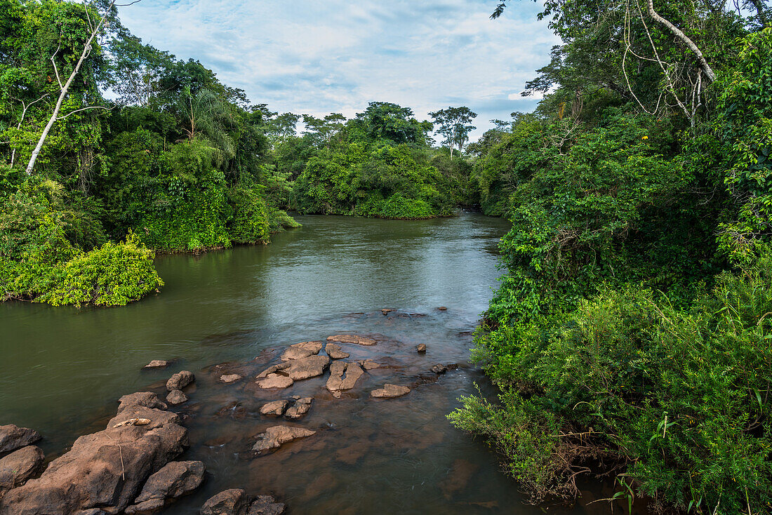 Tropical rainforest along the Iguazu River in Iguazu National Park in Argentina. A UNESCO World Heritage SIte.