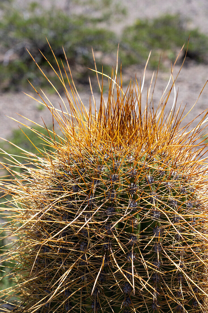 Detail der langen Stacheln eines argentinischen Saguaro oder Cordon Grande-Kaktus im Los Cardones-Nationalpark in der Provinz Salta, Argentinien