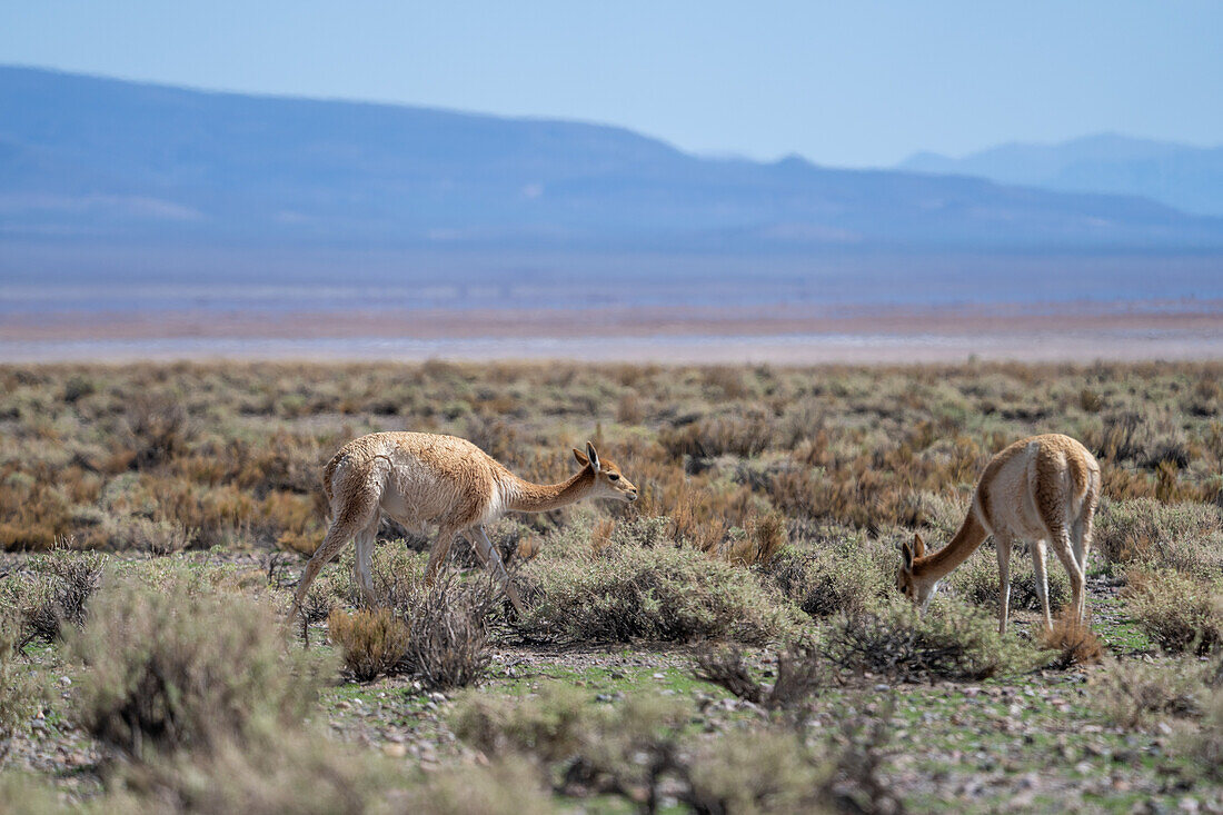 Guanakos, Lama guanicoe, grasen auf dem Altiplano im Nordwesten Argentiniens. Dahinter liegen die Salinen von Salinas Grandes