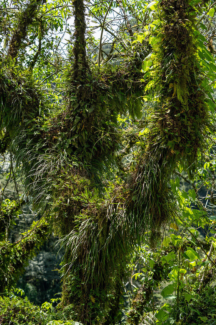 Epiphyten und Farne auf Bäumen im subtropischen Yungas-Nebelwald im Calilegua-Nationalpark in Argentinien. UNESCO-Biosphärenreservat Yungas