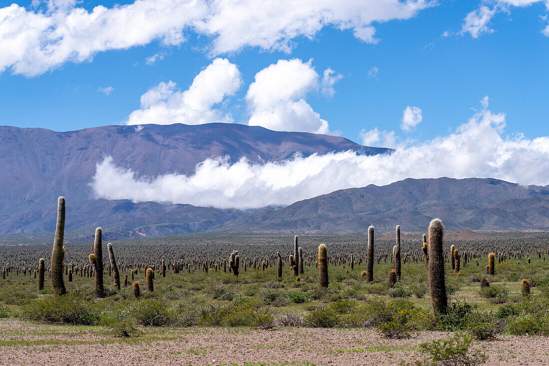 Argentinischer Saguaro oder Cordon Grande Kaktus und die Sierra de los Cajoncillos im Nationalpark Los Cardones in der Provinz Salta, Argentinien. Niedrige Jarilla-Sträucher bedecken den Boden