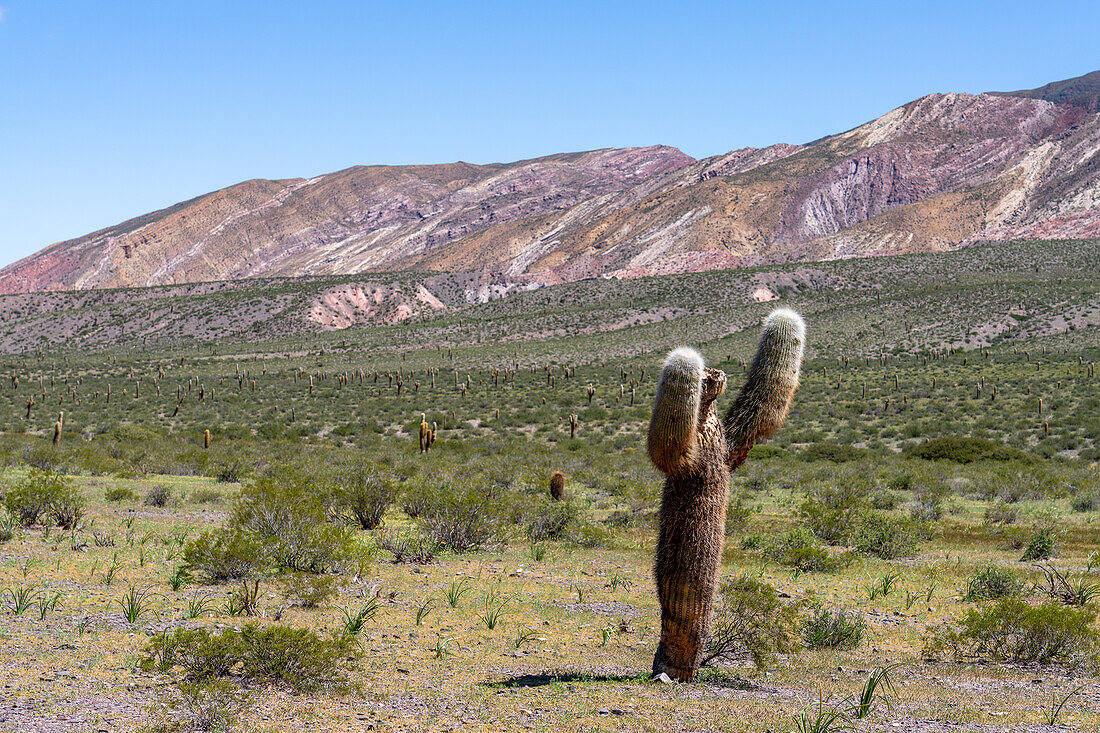 Argentinischer Saguaro oder Cordon Grande Kaktus und Cerro Tin Tin im Nationalpark Los Cardones in der Provinz Salta, Argentinien. Niedrige Jarilla-Sträucher bedecken den Boden