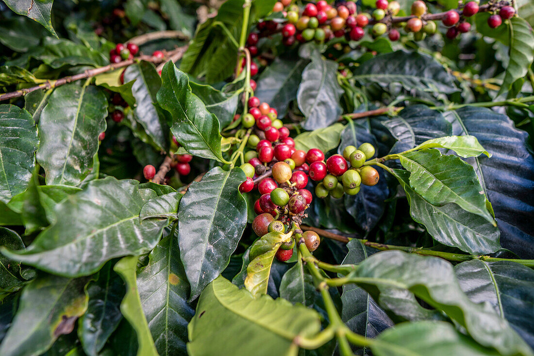 Coffee Farm (Finca Don Pepe), Panama