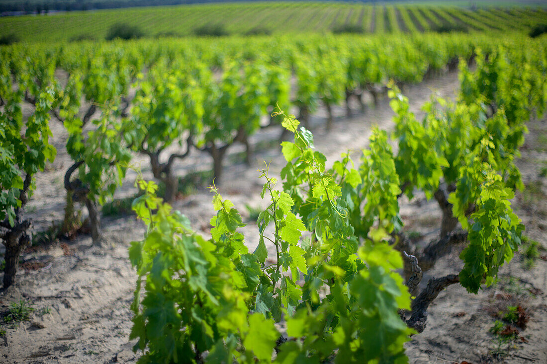 Ein üppiger Weinberg in Carrion de los Cespedes, Sevilla, Spanien, mit leuchtend grünen Weinstöcken unter einem klaren blauen Himmel, der die Schönheit der Landwirtschaft und die Gelassenheit der Natur unterstreicht