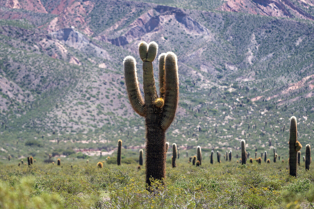 An Argentine saguaro or cordon grande cactus in Los Cardones National Park in Salta Province, Argentina.