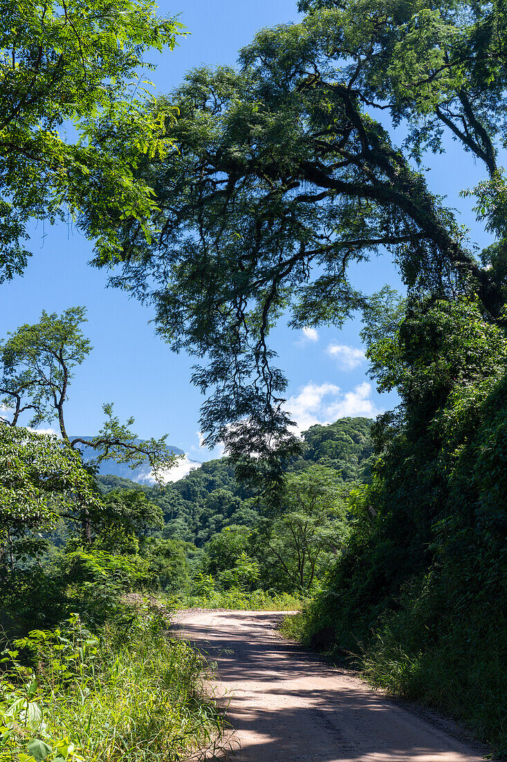 Provincial Route 83 into the yungas in Calilegua National Park in the UNESCO Yungas Biosphere Reserve in Argentina.