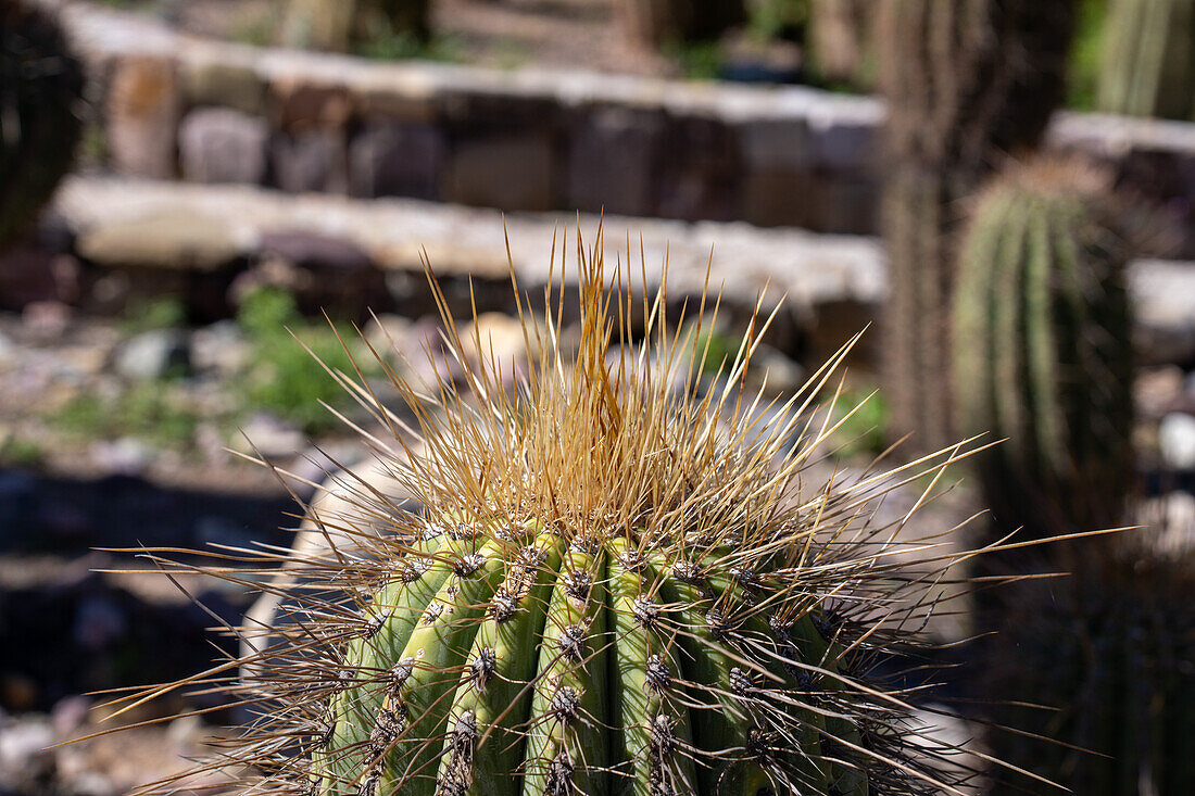 Spines on a Cardón, Leucostele atacamensis, a columnar cactus in the Jardin Botánico de Altura near Tilcara, Argentina.