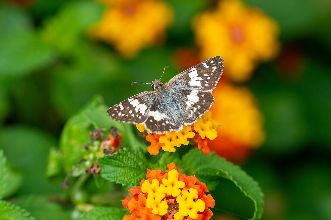 A Checkered skipper butterfly, Burnsius orcynoides, feeds on the flowers of a Spanish Flag bush in Posta de Yatasto, Argentina.