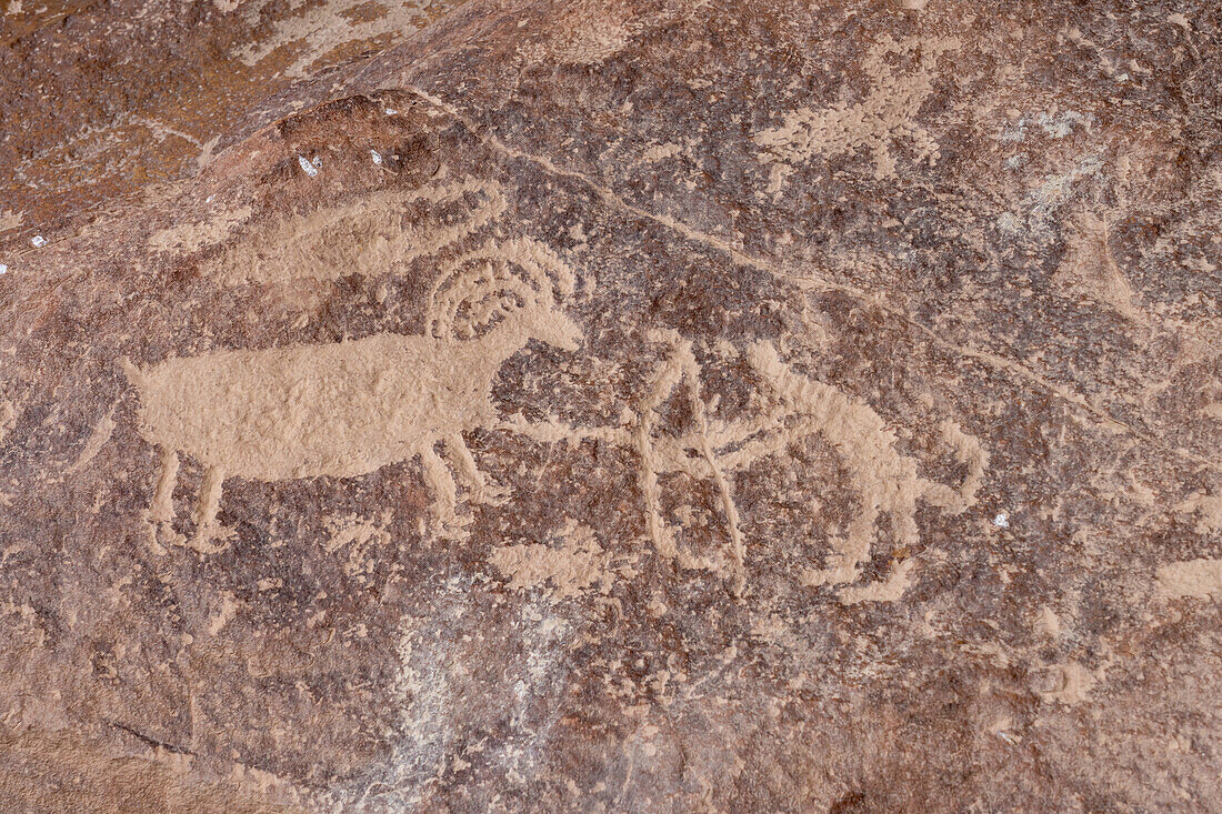 A pre-Hispanic Native American Fremont Culture rock art petroglyph panel in Rasmussen Cave in Nine Mile Canyon, Utah. A hunter is depicted with a bighorn sheep.