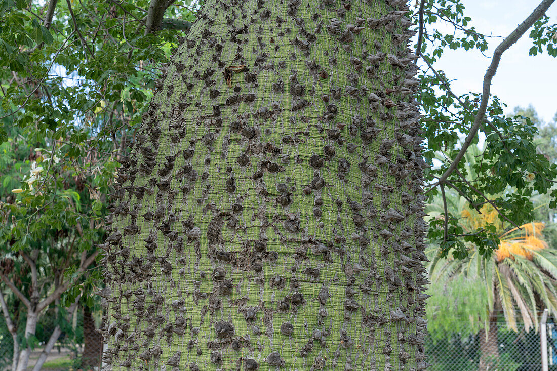 The prickly, swollen trunk of a Silk Floss Tree, Ceiba speciosa, in Termas de Rio Hondo, Santiago del Estero, Argentina.