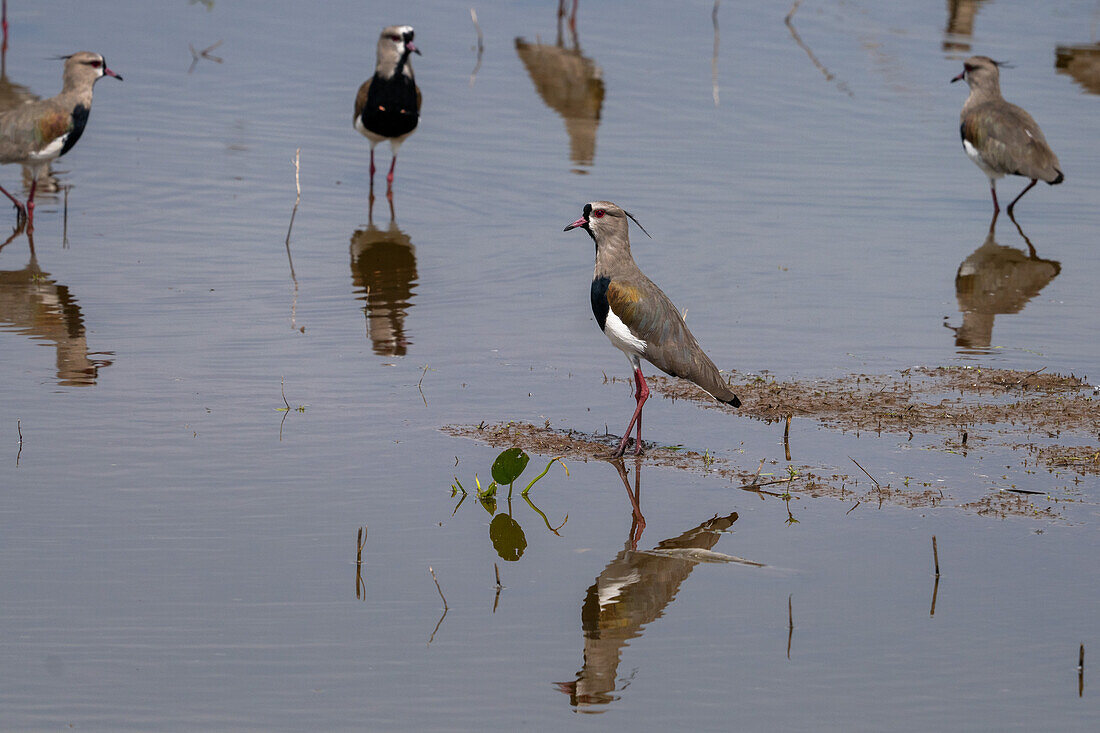 Southern Lapwings, Vanellus chilensis, in a roadside pond near Tartagal, Argentina.