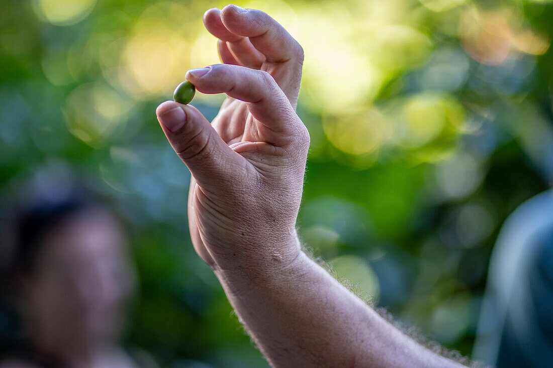 Farmer holding produce from Coffee Farm (Finca Don Pepe), Panama