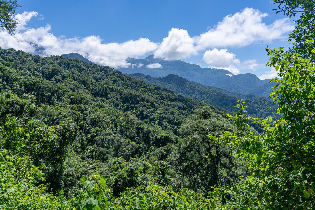 Der subtropische Yungas-Wald im Calilegua-Nationalpark im UNESCO-Biosphärenreservat Yungas in Argentinien