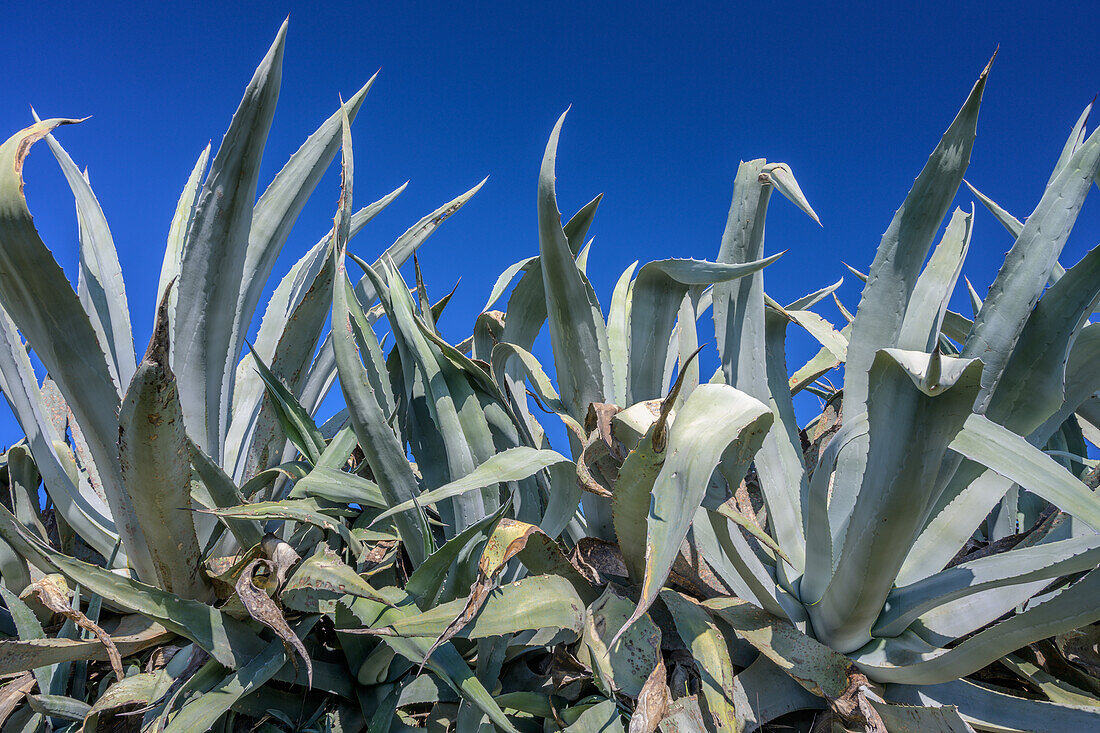 Close up of agave plants under a clear blue sky in Carrion de los Cespedes, a rural village in the Sevilla province of Spain.