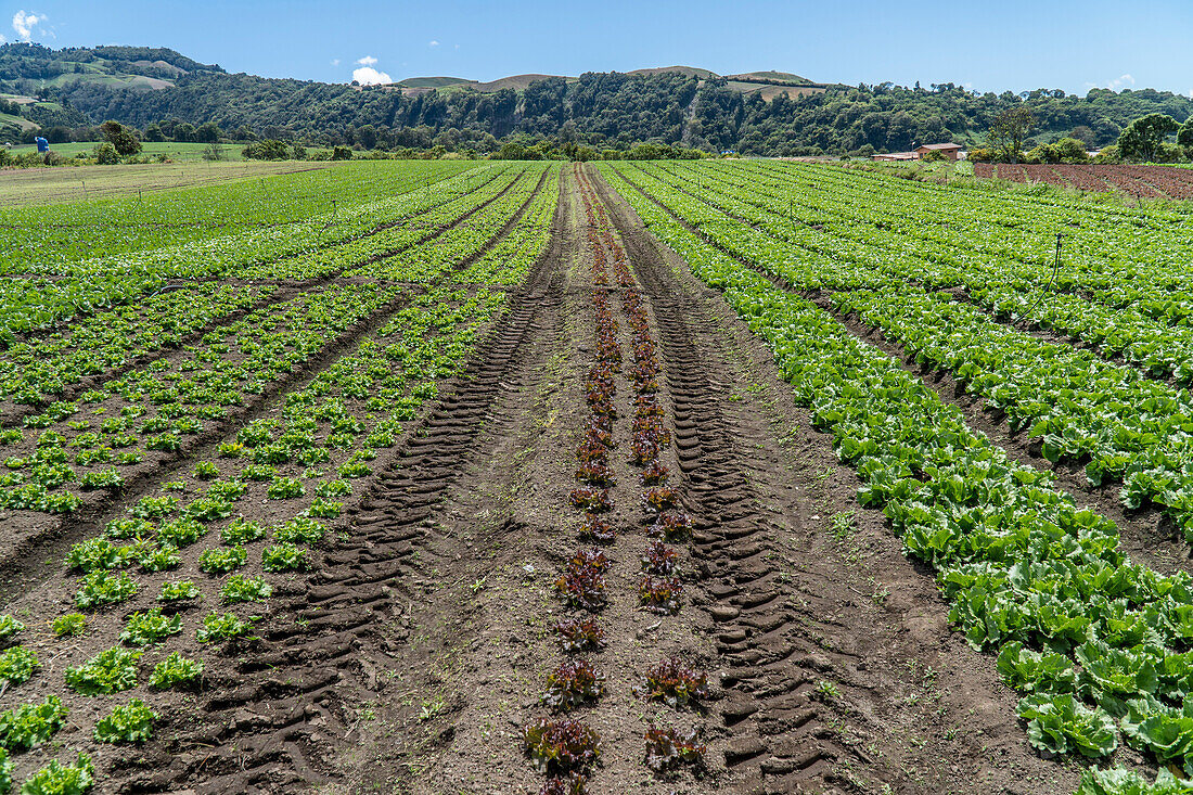 Veggie Farm Cerro Punta, Panama