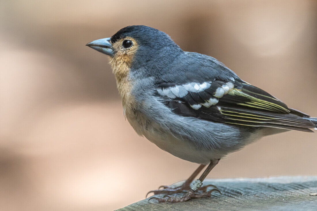 Detailed image of a Canary Islands Chaffinch perched peacefully in La Gomera. Captures its vibrant plumage and natural habitat in the Canary Islands.