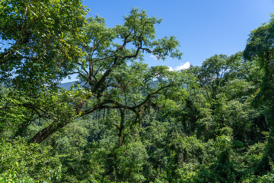 An epiphyte-covered tree in the yungas subtropical forest in Calilegua National Park in Argentina. UNESCO Yungas Biosphere Reserve.