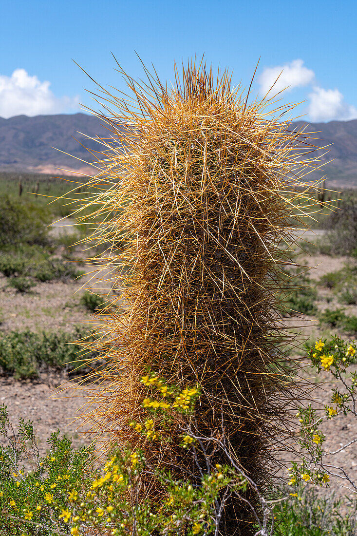 Detail der langen Stacheln eines argentinischen Saguaro oder Cordon Grande Kaktus im Nationalpark Los Cardones in der Provinz Salta, Argentinien