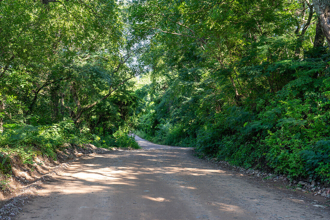 Provincial Route 83 into the yungas in Calilegua National Park in Argentina.