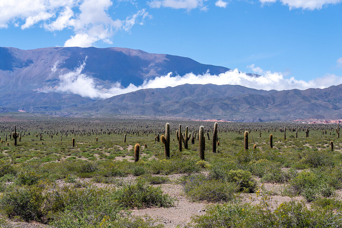 Argentinische Saguaro oder Cordon Grande Kakteen und die Sierra de los Cajoncillos im Nationalpark Los Cardones in der Provinz Salta, Argentinien. Niedrige Jarilla-Sträucher bedecken den Boden