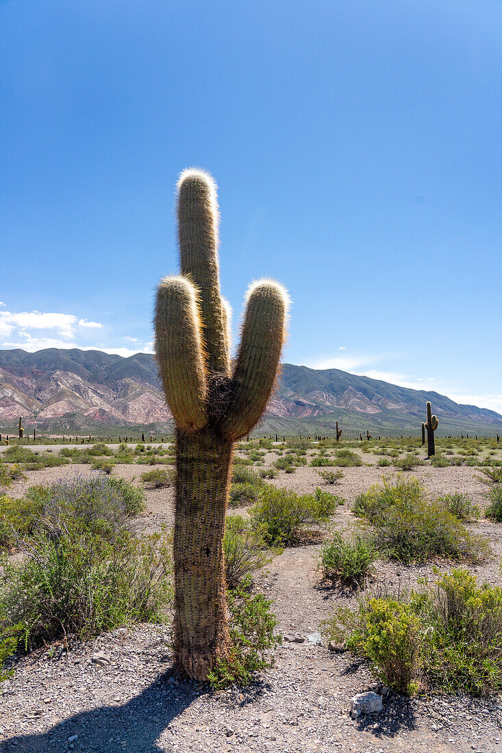 Argentine saguaro or cordon grande cacti and Cerro Tin Tin in Los Cardones National Park in Salta Province, Argentina. Low jarilla shrubs cover the ground.