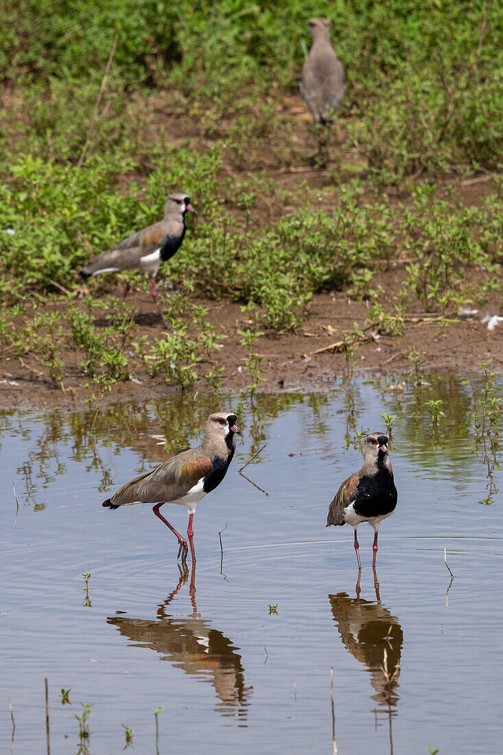 Southern Lapwings, Vanellus chilensis, in a roadside pond near Tartagal, Argentina.