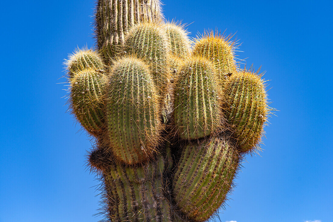 Multiple new arms on an Argentine saguaro or cordon grande cactus in Los Cardones National Park in Salta Province, Argentina.