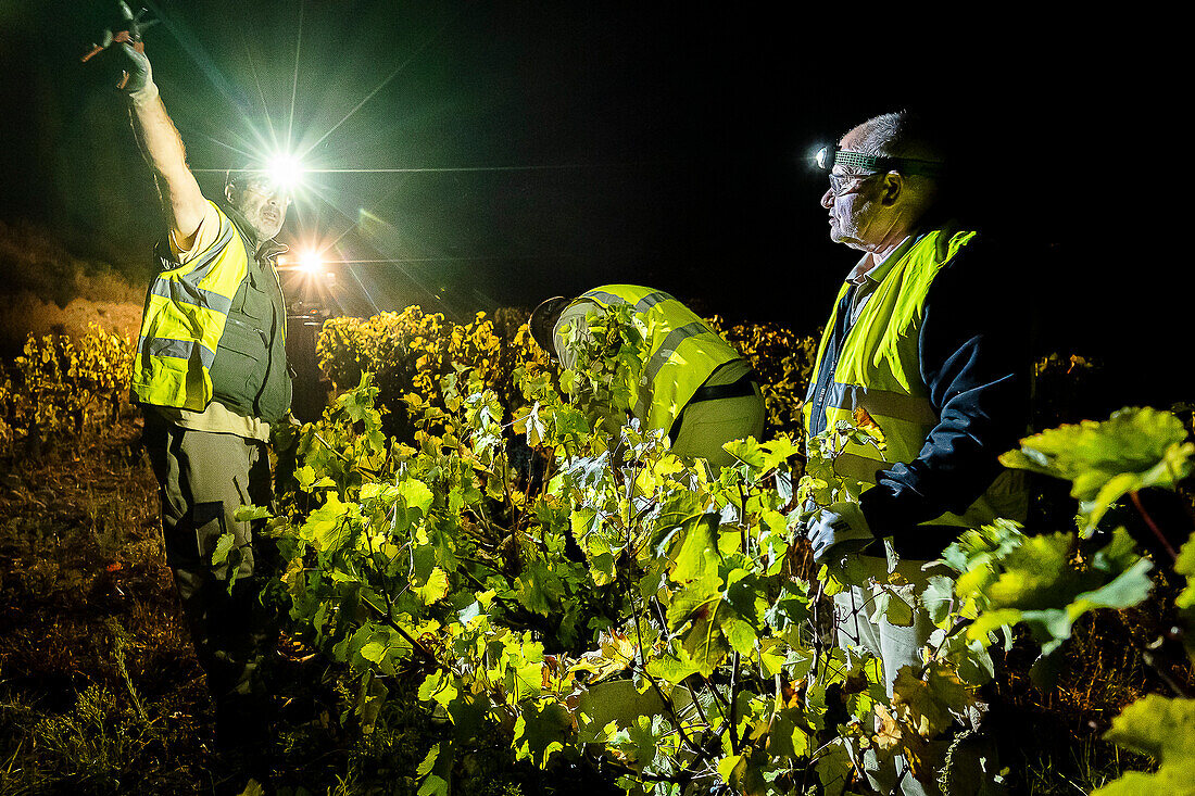 Grape harvest, Pirene variety, Tremp, Lleida, Catalonia, Spain, Europe