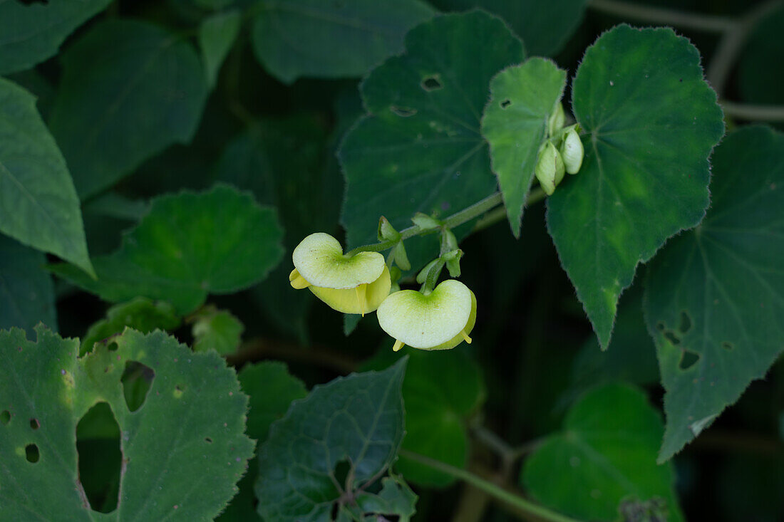 Begonia micranthera beginning to bloom in Calilegua National Park in the UNESCO Yungas Biosphere Reserve in Argentina.