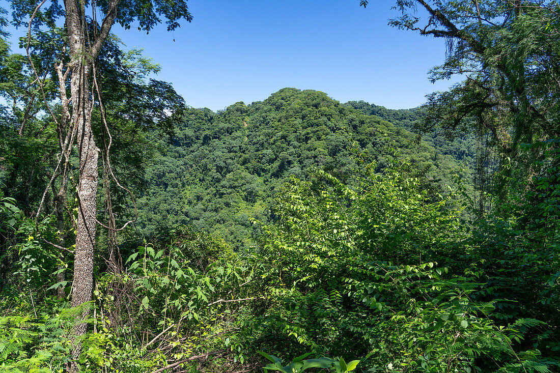 Der subtropische Yungas-Wald im Calilegua-Nationalpark im UNESCO-Biosphärenreservat Yungas in Argentinien