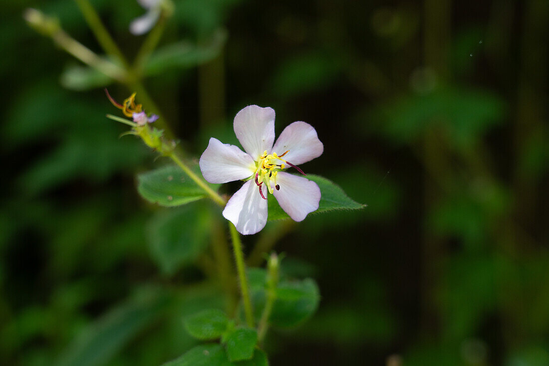 Eine Wildblume der Gattung Chaetogastra in voller Blüte im Calilegua-Nationalpark im UNESCO-Biosphärenreservat Yungas in Argentinien