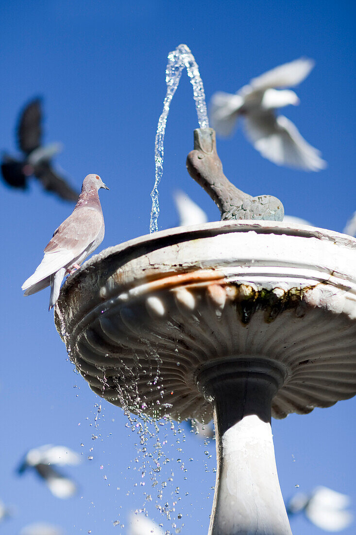 Pigeons gather around the flowing fountain in the Plaza de San Leandro, enjoying the sunny Sevilla day.