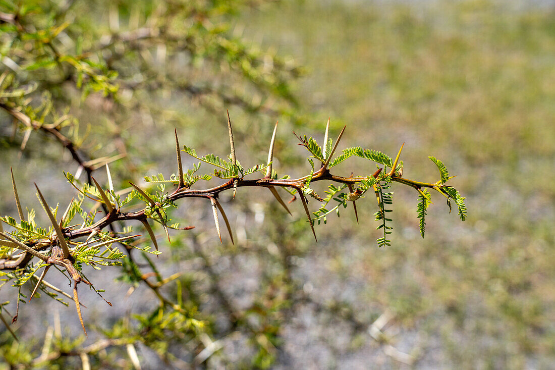 A thorny Churqui shrub, Prosopis ferox, in Los Cardones National Park in Salta Province, Argentina.