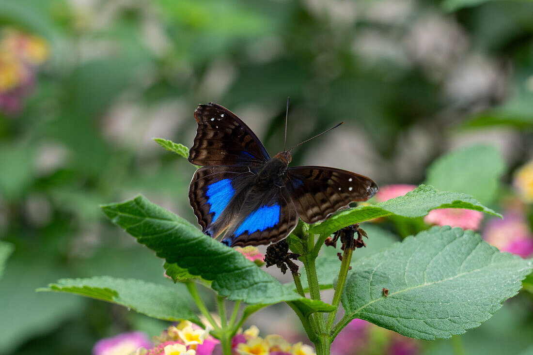 Ein Mexikanischer Kaiserfalter, Doxocopa cyane, ernährt sich von den Blüten eines Spanischen Flaggenstrauchs in El Naranjo, Argentinien