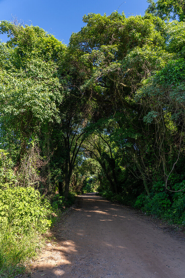 Provincial Route 83 into the yungas in Calilegua National Park in Argentina.