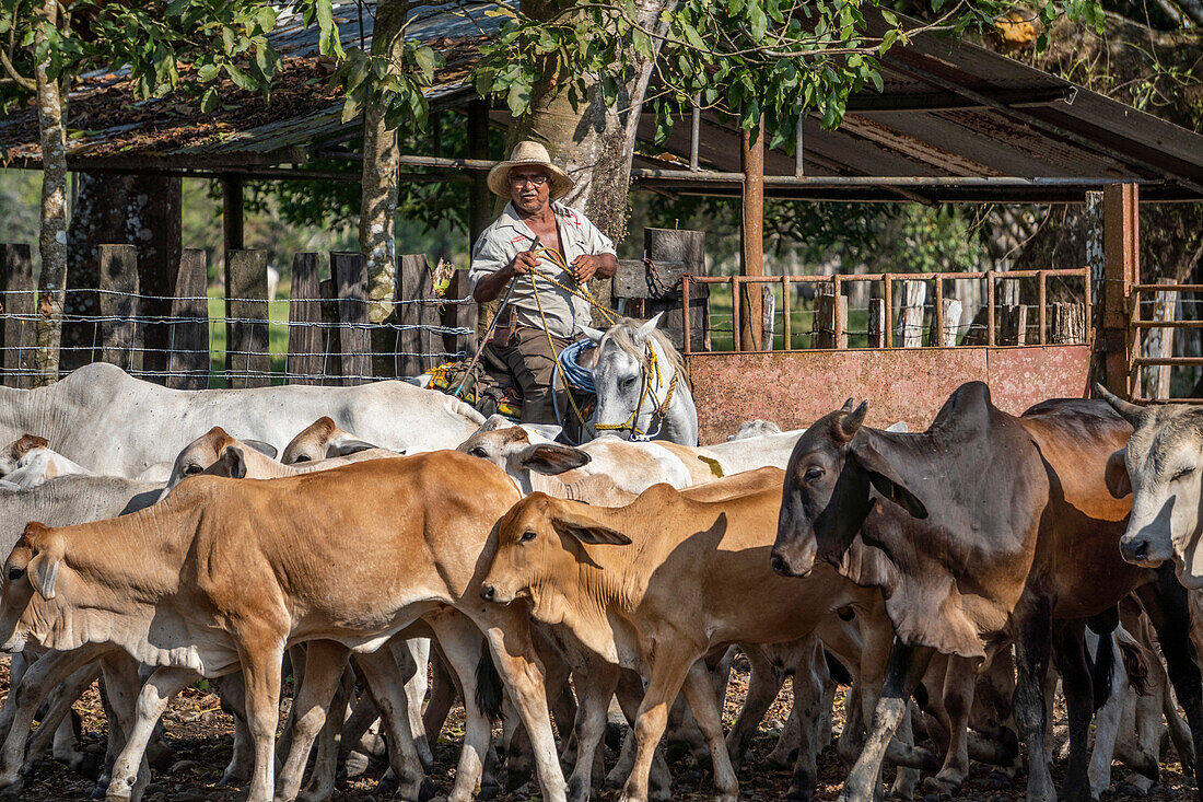 Hermanos Motta PZA Farm. Cattle ranch in Panama