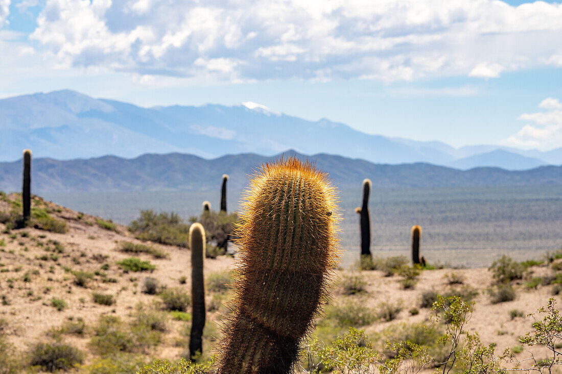 Argentine saguaro or cordon grande cacti in Los Cardones National Park in Salta Province, Argentina. Low jarilla shrubs cover the ground.