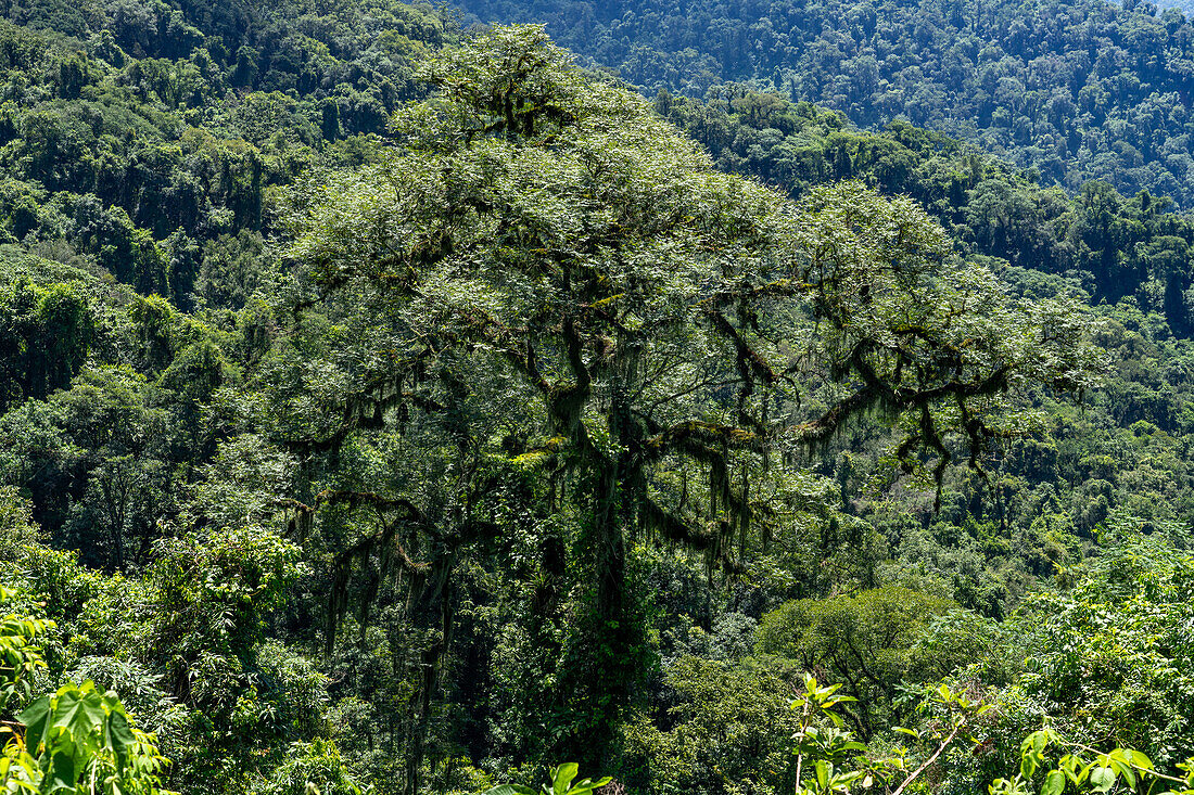 An epiphyte-covered tree in the yungas subtropical forest in Calilegua National Park in Argentina. UNESCO Yungas Biosphere Reserve.